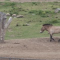 321-0670 Safari Park - Przewalski's horse